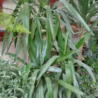 یوکا دفین سانس