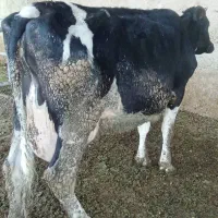 گاو حذفی|حیوانات مزرعه|جوادآباد, |دیوار