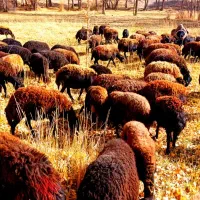 گوسفند آبستن وبره دار|حیوانات مزرعه|تیکمه داش, |دیوار