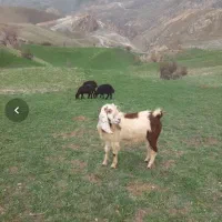بز نر|حیوانات مزرعه|انگوران, |دیوار