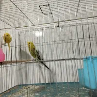 پرنده سرای آسمان|پرنده|آذرشهر, |دیوار