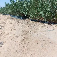 فروش نهال پسته|خدمات باغبانی و درختکاری|شیراز, سفیرشمالی|دیوار