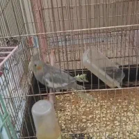عروس هلندی نر