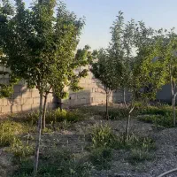 فروش فوری باغ