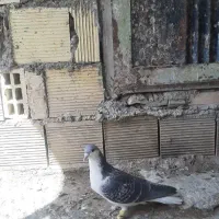 خوشرنگ نر درشت