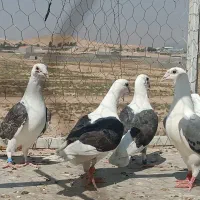 کفتر دوکت ونکی ودوکت زرد کاکل باختم دادم|پرنده|شیراز, سلطان آباد|دیوار