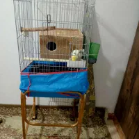 عروس هلندی|پرنده|محمدیه-قزوین, |دیوار