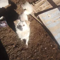 سگ پاکوتاه ماده