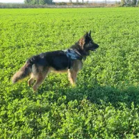 توله سگ ژرمن