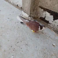 کفتر ساده سرخ|پرنده|تربت‌حیدریه, ۴۵ متری|دیوار