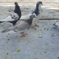 ۶ عدد بهبونی|پرنده|شیراز, رکن‌آباد|دیوار