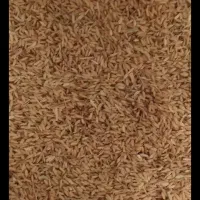 چلتوک شمشیری درجه ۱