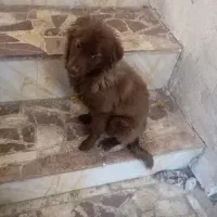 سگ پاکوتا|سگ|مراغه, |دیوار