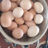 تخم مرغ محلی نوبه دارازنوع کرکسی و ارگانیک