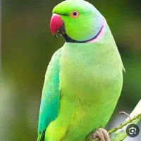 پرنده زیبای ملنگو