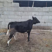 گاو گوساله ماده چاق چاق|حیوانات مزرعه|گنبد کاووس, |دیوار