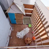 سگ پامر نر و ماده با وسایل