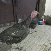 دو عدد بوقلمون ماده