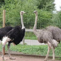 شتر مرغ پرواری