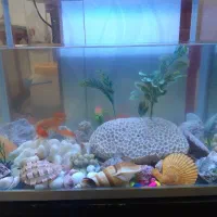 یک عدد آکواریوم