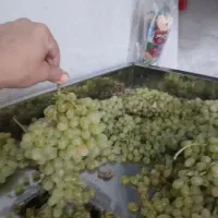 ابگیری انگور با دستگاه پرسی