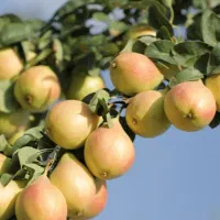 رقم گلابی بیروتی|خدمات باغبانی و درختکاری|مرند, |دیوار