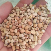 لوبیا|خوردنی و آشامیدنی|شیراز, شهرک سعدی|دیوار