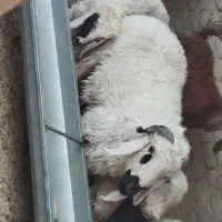 قوچ نر بزرگ|حیوانات مزرعه|هامون, |دیوار