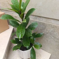 آمستل 190|گل و گیاه طبیعی|نیشابور, شهید بهشتی|دیوار