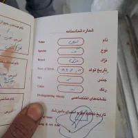 سگ شناسنامه دار