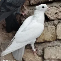 کفتر خوش خال