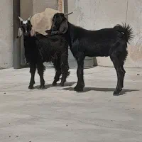 ۵عدد کره داشتی دوعدد کره بزرگ ویک بز ابستن|حیوانات مزرعه|برازجان, |دیوار