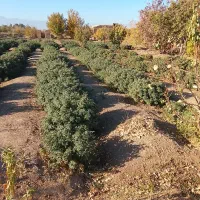 درختچه گل محمدی