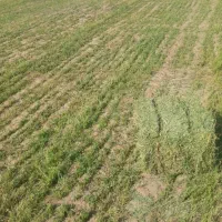 بیده علف نوکار بدون اشغال