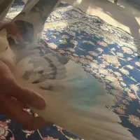 کبوتر ساتن|پرنده|شاهینشهر, گزبرخوار|دیوار