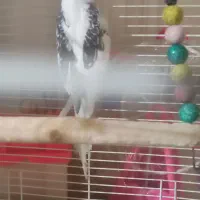 نرو دوکت عروس|پرنده|قم, شهرک امام حسن|دیوار