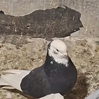 کبوتر فروشی شازده