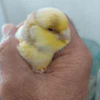 قناری گلاستر نر