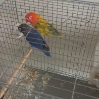 ۴ جفت مولد برزیلی سالم