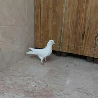 ی جفت نرماد و ی نر تک پرشی|پرنده|اصفهان, دهنو|دیوار