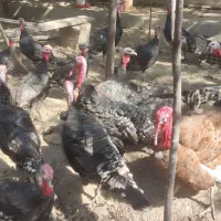 بوقلمون برنز