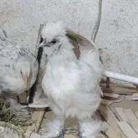 4 تا مرغ مختلف ، گلین لری تخم گذار برهما ابریشمی