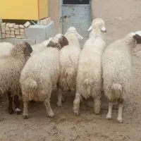 بره|حیوانات مزرعه|اسلام‌‌آباد غرب, |دیوار