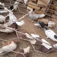 فروش چند جفت کفتر ذات دار درجه یک