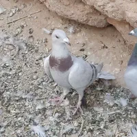 لایی