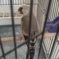 سهره کرمانی ماده|پرنده|پردیس, فاز ۹|دیوار