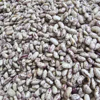 لوبیا چیتی درجه یک