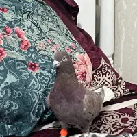 کفتر کبوتر رنگه نر سینه کله|پرنده|مشهد, سید رضی|دیوار