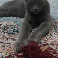 گربه راشن بلو|گربه|سیاهکل, |دیوار