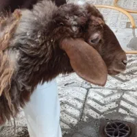 سلاخی گوسفند و بز